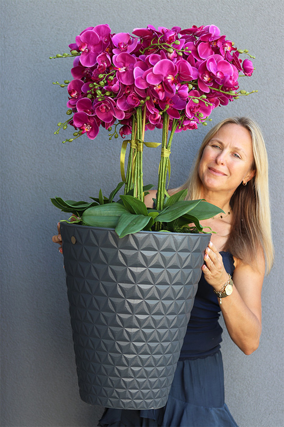 Fuksja Moreno Grande2, duży sztuczny storczyk w antracytowej donicy