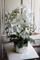 Klaudiusz, elegancki storczyk w srebrnej donicy, wys.60cm