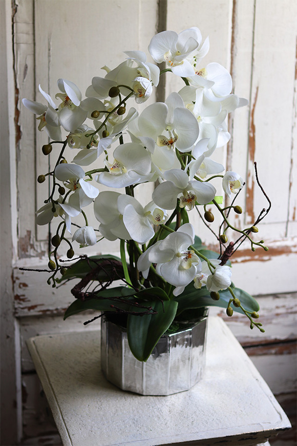 Klaudiusz, elegancki storczyk w srebrnej donicy, wys.60cm