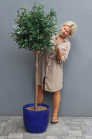 Oliwka Ares Blue, sztuczne drzewko w kobaltowej donicy