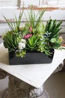 Landi, kompozycja z sukulentów w czarnej doniczce