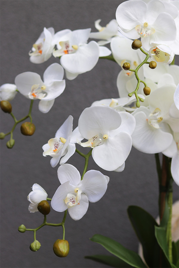 Blue Greca, sztuczny storczyk w niebieskiej osłonce