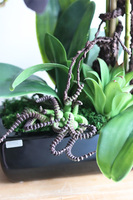 Bluefela, granatowy storczyk w podłużnej donicy