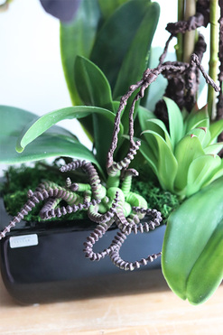 Bluefela, granatowy storczyk w podłużnej donicy, wys.40cm