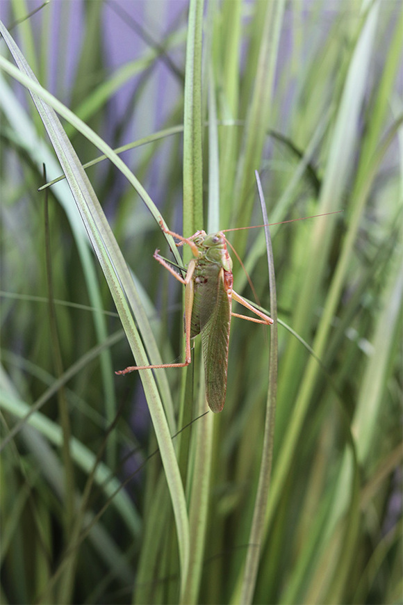 Concrete Antracyt Grande, wysokiej jakości sztuczna trawa w betonowej donicy