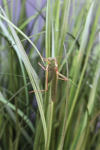 Concrete Antracyt Grande, wysokiej jakości sztuczna trawa w betonowej donicy