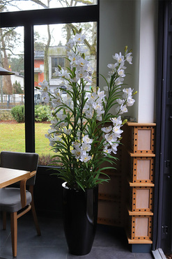 Ambasador Grande Fiberglass 2, duży storczyk w czarnej donicy, wys.187cm