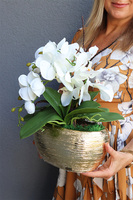 Goldisya Mini, elegancki storczyk w złotej osłonce, wys.38cm