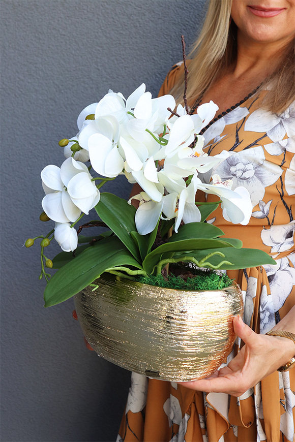 Goldisya Mini, elegancki storczyk w złotej osłonce, wys.38cm