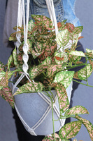 Green House, sztuczna roślina w wiszącej donicy