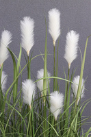 Jessica Classica, sztuczne trawy w białej donicy