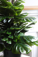 Monstera Saute 2, sztuczna roślina do twojej donicy