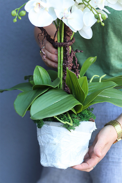 Luise Saute, storczyk w stretchu do Twojej donicy