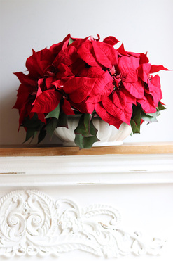 Gwiazda Betlejemska Carrington, wysokiej jakości sztuczna roślina, wys.35cm