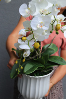 Meleusa Big, storczyk w białym pucharze, wys.72cm