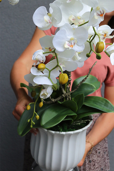 Meleusa Big, storczyk w białym pucharze, wys.72cm