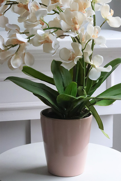 Selania Cream, sztuczny storczyk