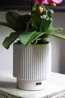 Pink Lediani, różowy storczyk w białej doniczce