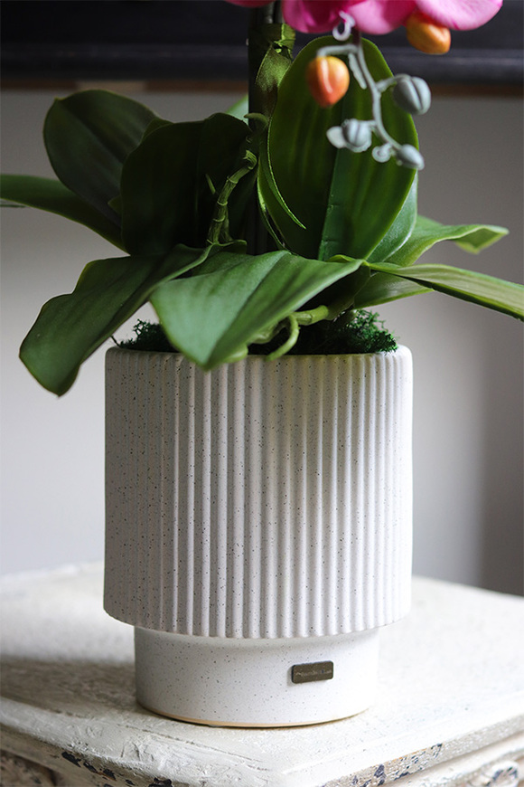 Pink Lediani, różowy storczyk w białej doniczce