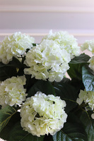 Pelargonie Białe, pelargonie w pucharze