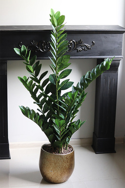 Zamiokulkas Gold Hillton, sztuczna roślina w doniczce, wys.102cm