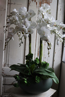 Greenera, storczyk z sukulentami w metalowej misie, wys.88cm 