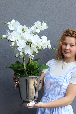 Calea Cooler, elegancki storczyk w naczyniu, wys.67cm