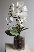 Glassier Como 2, sztuczny storczyk w szklanej tubie