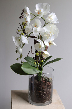 OD RĘKI Glassier Como 2, sztuczny storczyk w szklanej tubie, wys.60cm