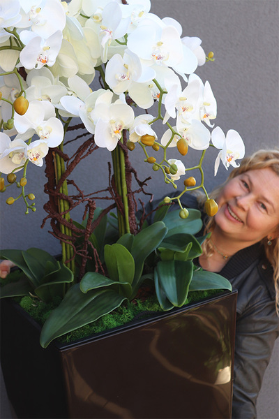 Chocolate Mediolan Grande 2, duży storczyk w wysokiej donicy