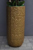 Golden Palace Cymbydium, wysoki storczyk podłogowy