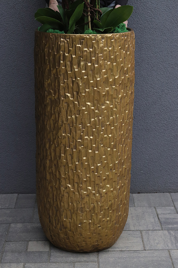 Golden Palace Cymbydium, wysoki storczyk podłogowy