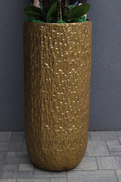 Golden Palace Cymbydium, wysoki storczyk podłogowy