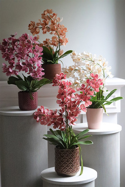 Selania Blush, różowy storczyk, wys.68cm