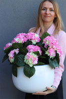 Hortensje Walter donica fiberglass z hortensjami,