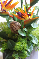 Strelicja Central Park 2, egzotyczna kompozycja w donicy