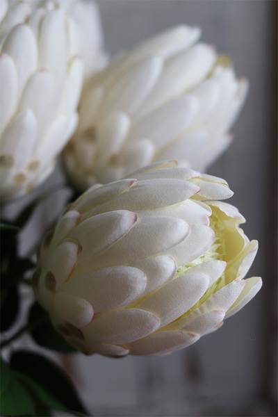 ekskluzywny bukiet w szklanym wazonie, Protea, wys.78cm