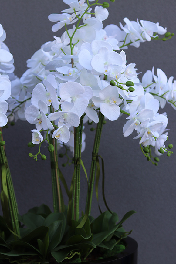 Fiberglass Black Grande Felice 2, ogromny storczyk w donicy