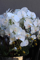 elegancki storczyk w pucharze, Pucharro, wys.86cm 