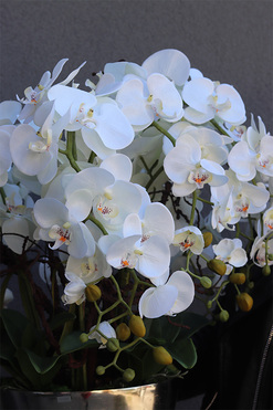 elegancki storczyk w pucharze, Pucharro, wys.86cm 