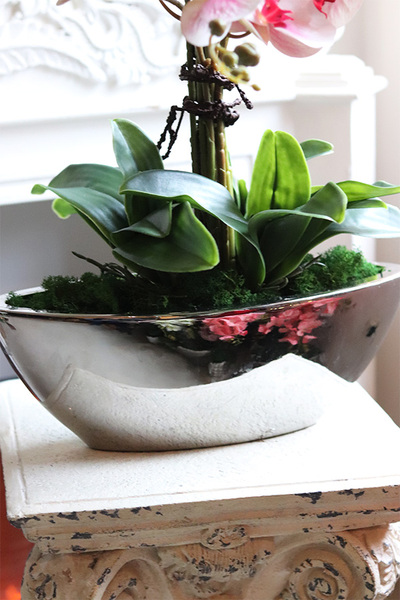 Laos Lukullus, różowy gumowy storczyk