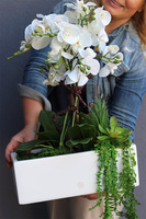 Banerra Carreta, sztuczny storczyk z sukulentami