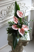 Anturium Pink, dekoracja nagrobna