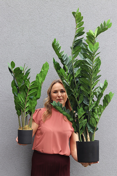 Zamiokulkas, wysokiej jakości sztuczna roślina