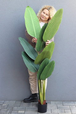 Strelicja Zielona, wysokiej jakości sztuczna roślina, wym.180cm