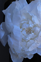 Paper Flower K, ręcznie robiony kwiat papierowy, wym.42x19cm