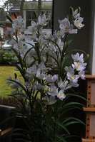 Ambasador Grande Fiberglass, duży storczyk w czarnej donicy