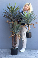 Jukka Florida 2, sztuczna roślina drzewko