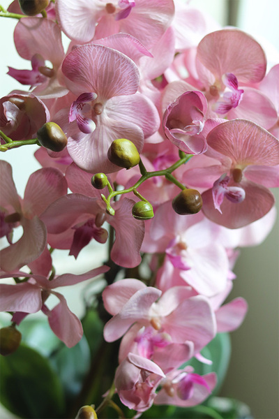 bajecznie różowy storczyk, Laos Pudrovy Silver, wys.67cm