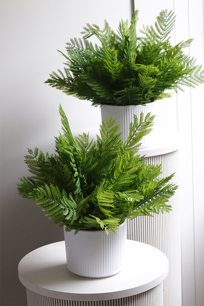 Annata White, paproć w białej donicy